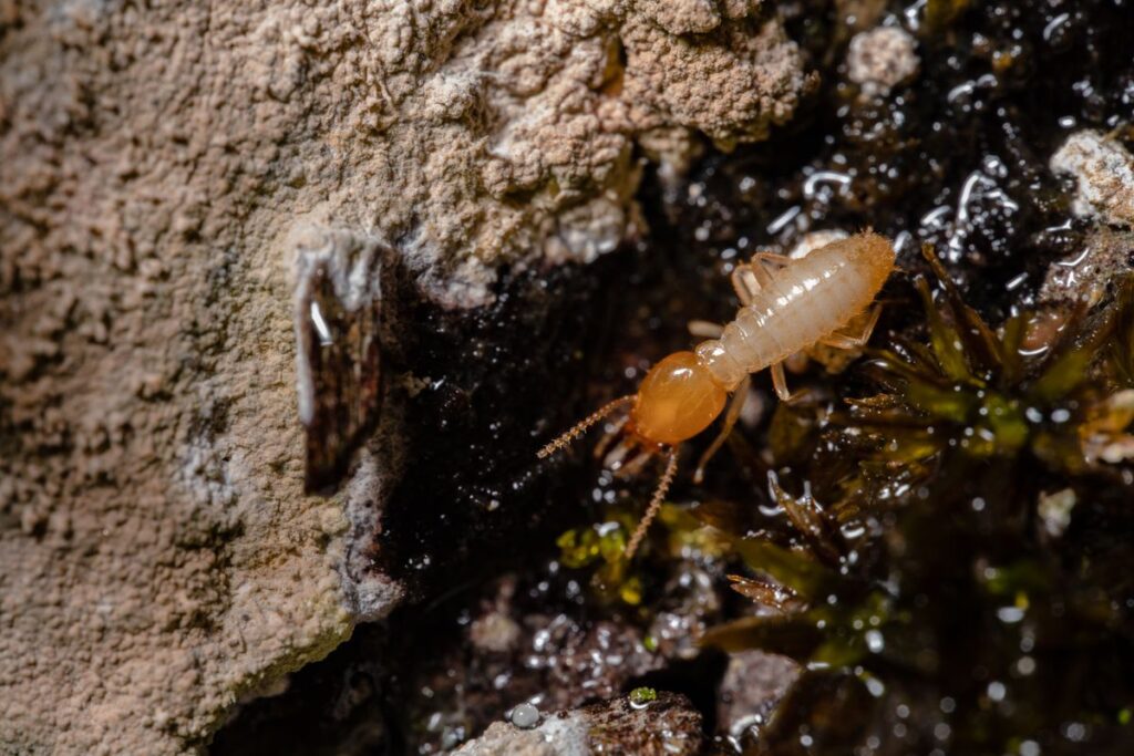 Termite sur du bois, gros plan